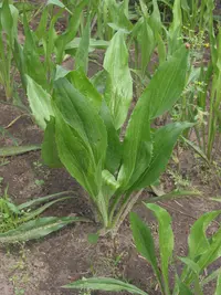 Spanish salsify
