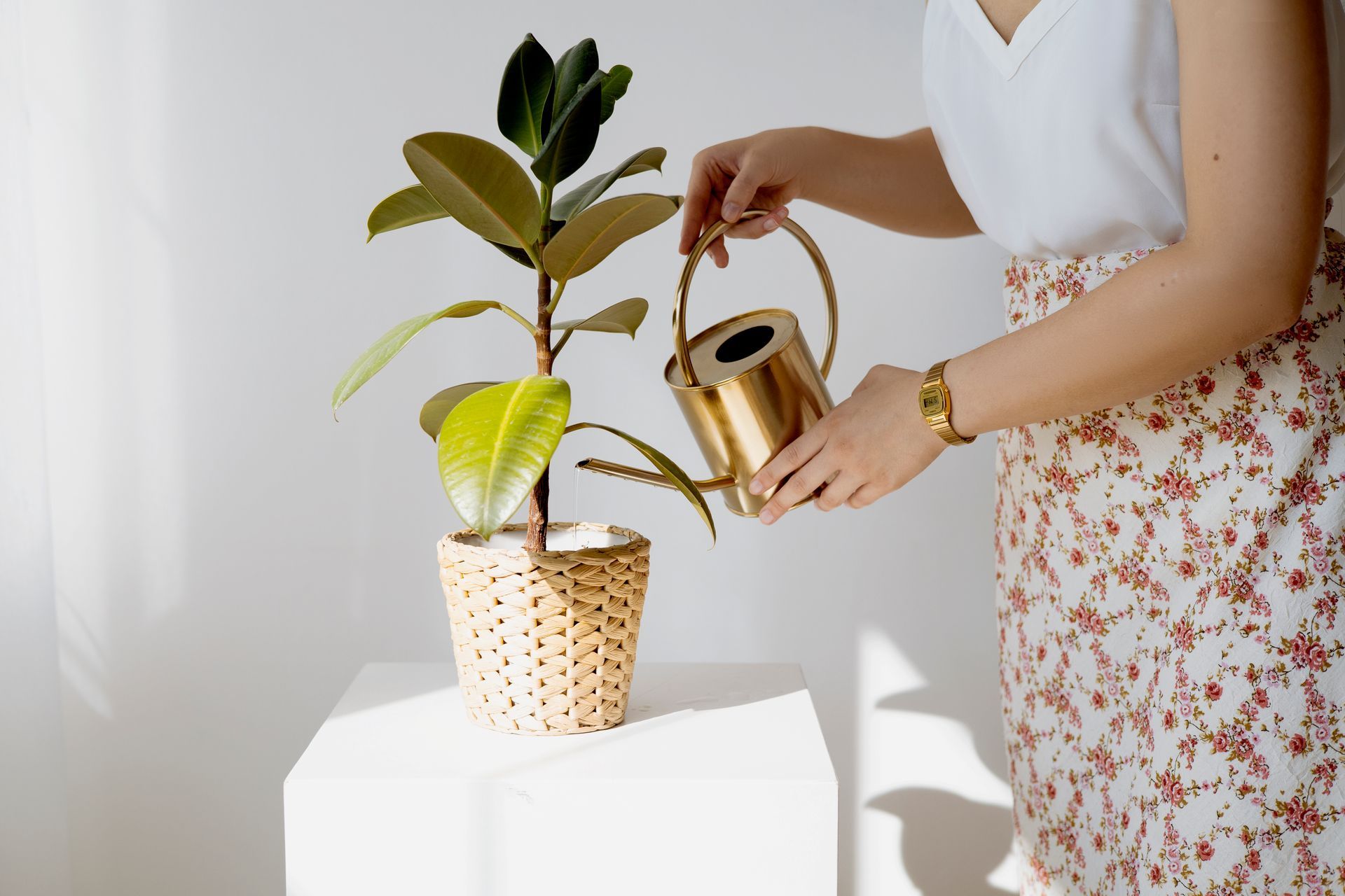 How to Tell if a Plant Is Overwatered or Underwatered