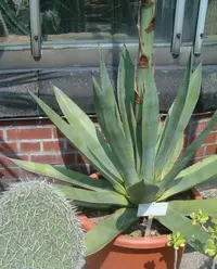 Mitis Century Plant (Agave mitis) plant