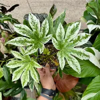 Fatsia (Fatsia japonica 'Variegata') plant