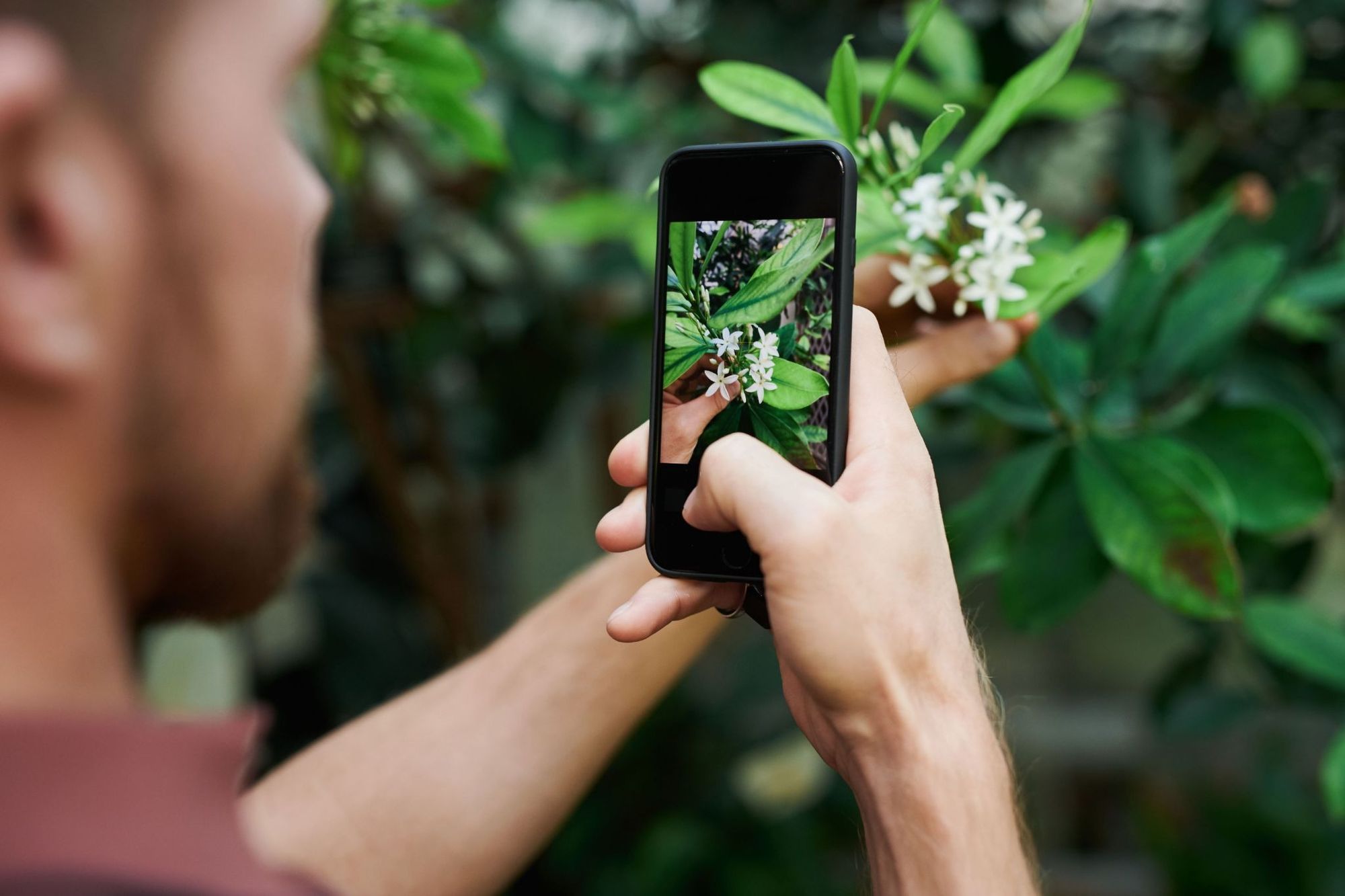Plant Identification App
