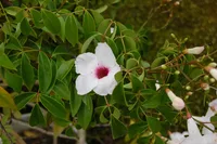 Bower vine (Pandorea jasminoides) plant
