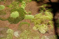 leucobryum moss