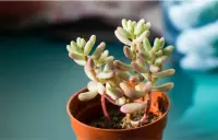 Sedum pachyphyllum in the pot