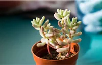 Sedum pachyphyllum in the pot