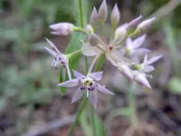 dusky onion