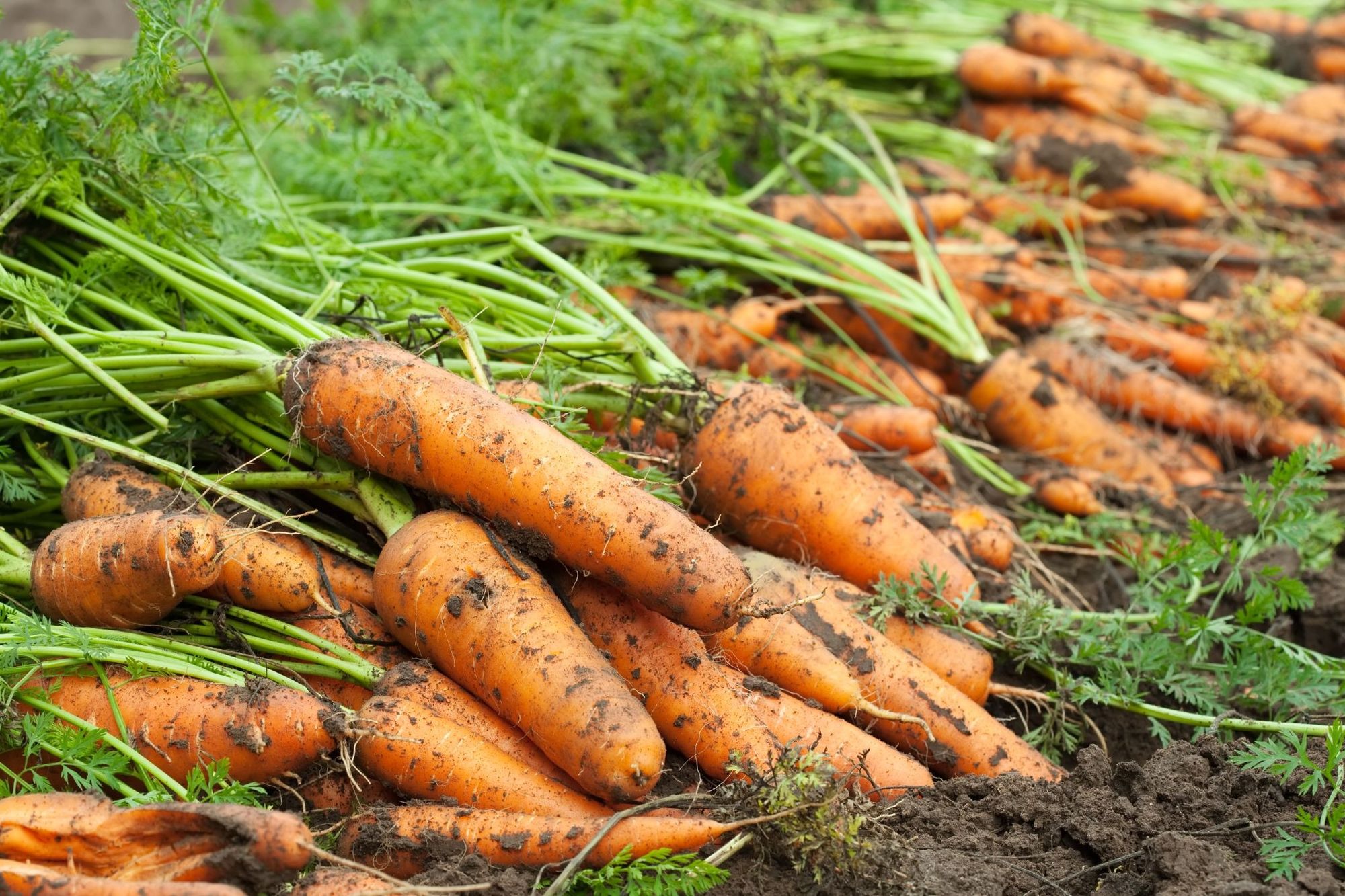 Carrots