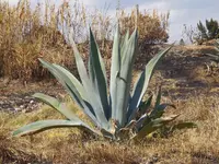 Agave mapisaga (Agave mapisaga) plant