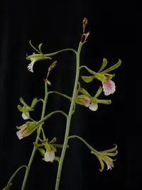 Chinese Crown Orchid