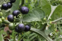 garden-huckleberry