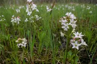 Bogbean