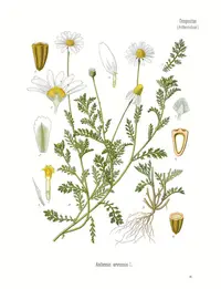 corn chamomile (Anthemis arvensis) plant