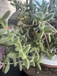 Pickle plant photo by a Botan App user