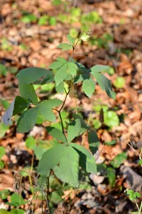 Rubus canescens (Rubus canescens) plant