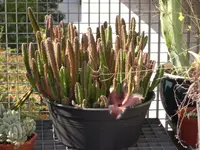 Stapelia gigantea