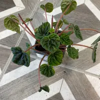 Peperomia (Peperomia caperata 'Emerald Ripple') plant