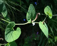 Yellow Birthwort