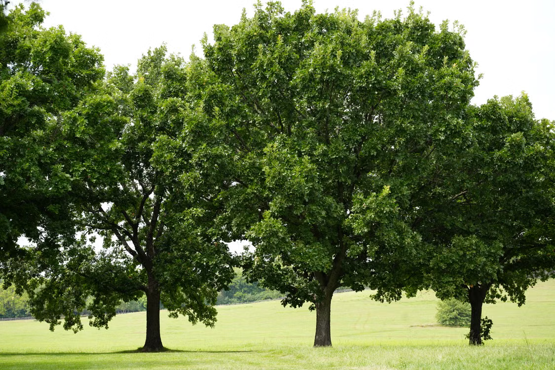 Best Front Yard Trees for Every Home and Yard - Red Oak