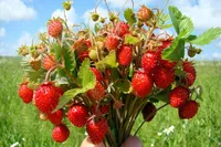 Virginia strawberry