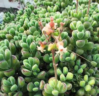 Bear's paw