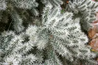 thistle cholla