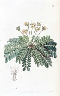 South Pacific palm (Biophytum umbraculum) plant
