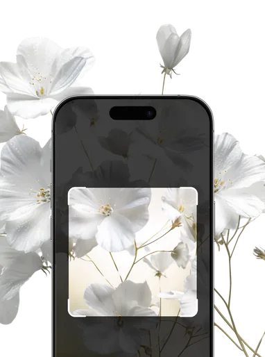 White Flower Plant Identification – Hero Mobile