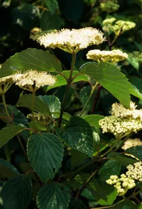 arrowwood viburnum