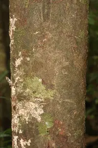 Theobroma subincanum