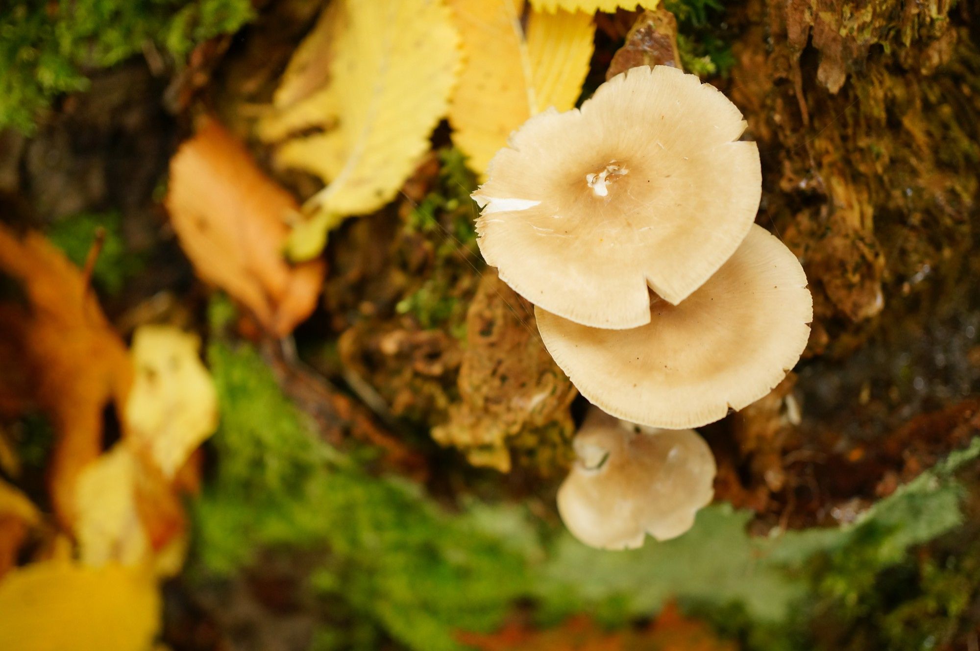 Golden Oyster Mushrooms