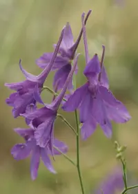 Forking Larkspur