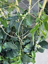 Madagascar jasmine photo by a Botan App user