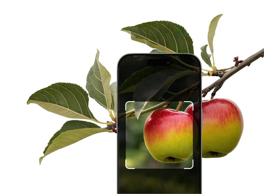 Fruit Identification – Hero