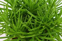 Senecio (Senecio 'Himalaya') plant