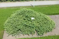madam gorgon (Acicarpha tribuloides) plant