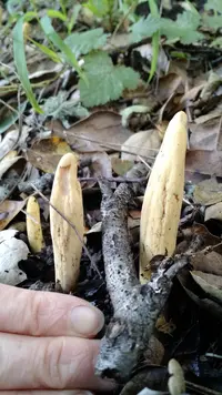 western club coral fungus