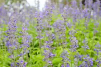 lyreleaf sage (Salvia lyrata) plant