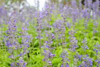 lyreleaf sage