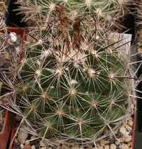 Nickels' cactus (Coryphantha nickelsiae) plant