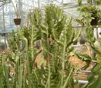 Mottled spurge (Euphorbia lactea) plant