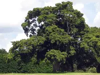 totara