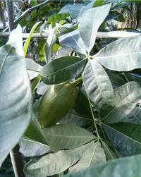 saba nut tree