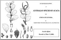 Alpine Wattle (Acacia alpina) plant
