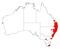 green wattle (Acacia irrorata) plant