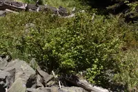 prickly currant