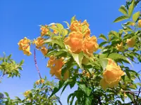 Esperanza (Tecoma stans) plant