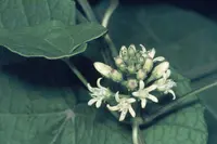 honeyvine