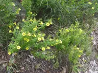 fernleaf yellow false foxglove (Aureolaria pedicularia) plant