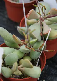 Adromischus liebenbergii (Adromischus liebenbergii) plant