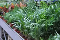 Chamaedorea seifrizii indoor
